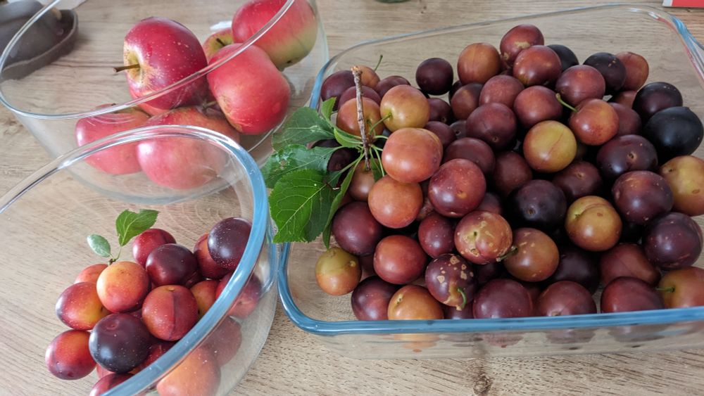 Bowls filled with sweet little apples and two varieties of cherry plums.