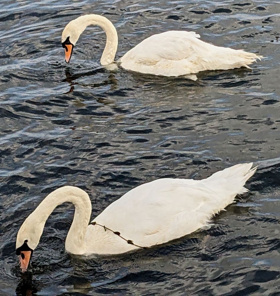 Two adult mute swans on water. Both have seaweed, or maybe some sort.od algae, around their necks. They'd both been feeding in algae below the surface. Neither appeared distressed by their natural adornments.