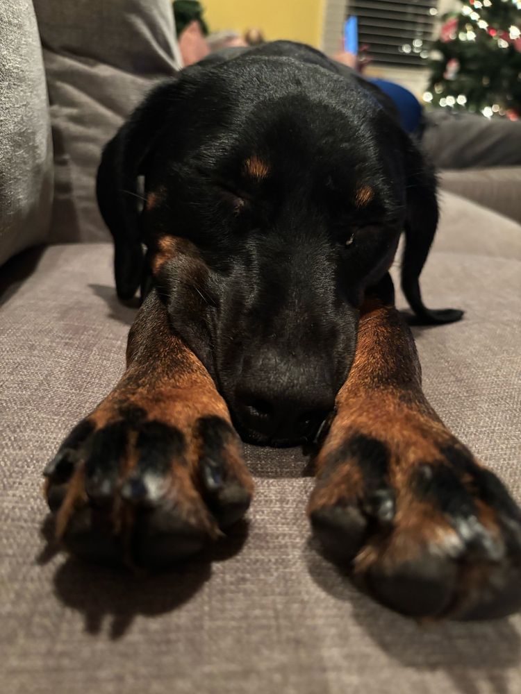 Adorable sleeping puppy