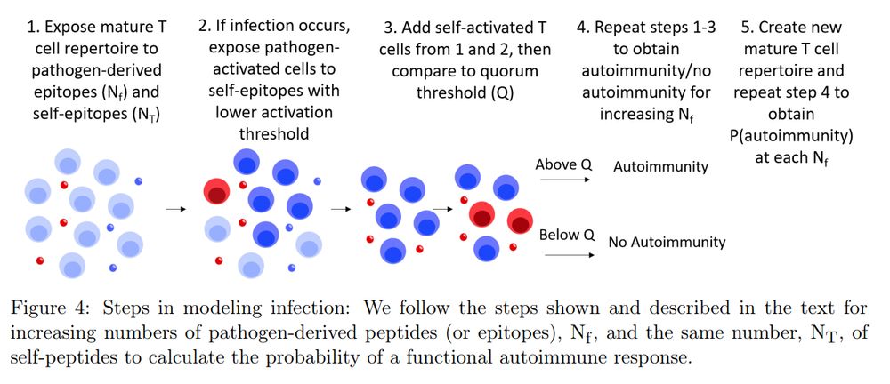 Figure 4 from "How persistent infection overcomes peripheral tolerance
mechanisms to cause T cell-mediated autoimmune disease" by Arup Chakraborty