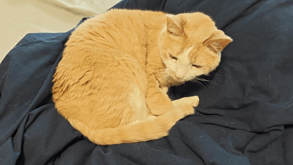 a gif of one of AJ Fidalgo's cats, curled up on a messy bed, doing nothing of particular interest.