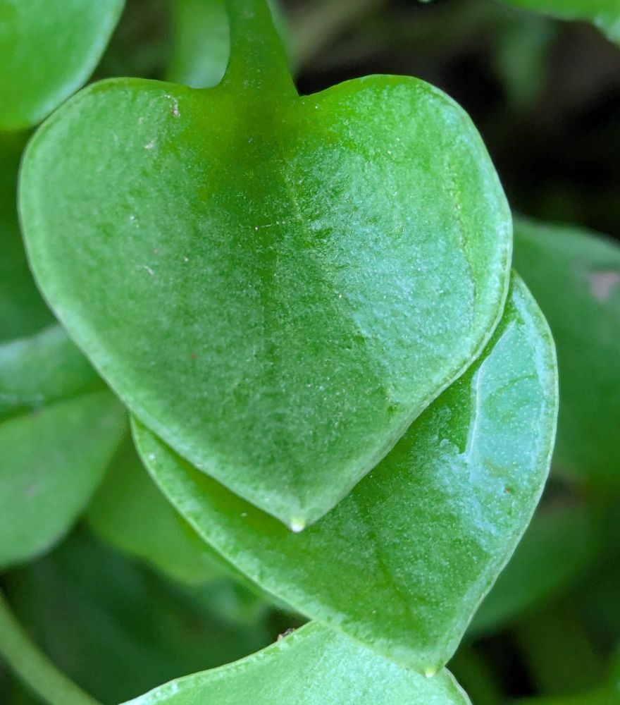 Two heart shaped miner's lettuce (Claytonia perfoliata) leaves 