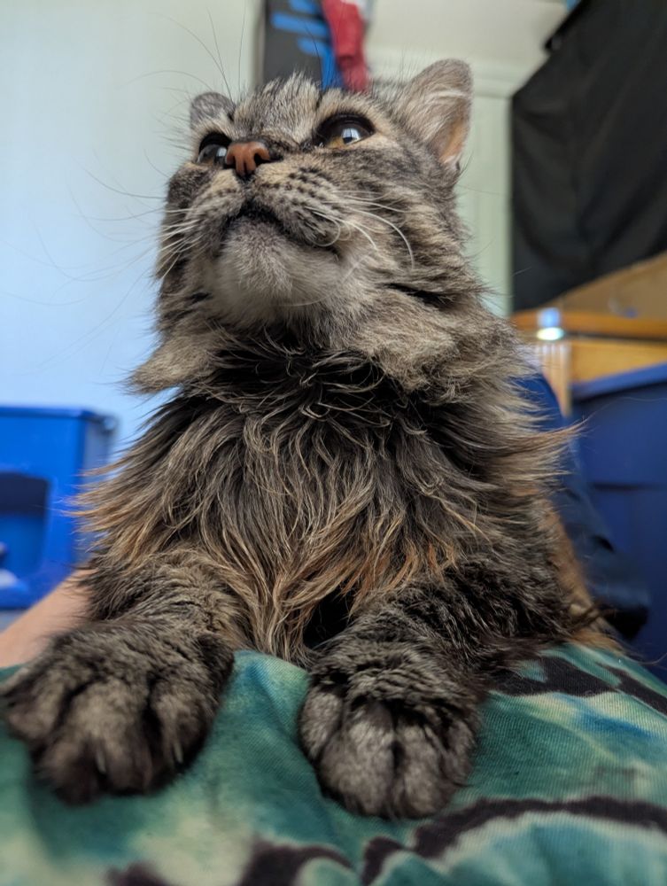 New cat!