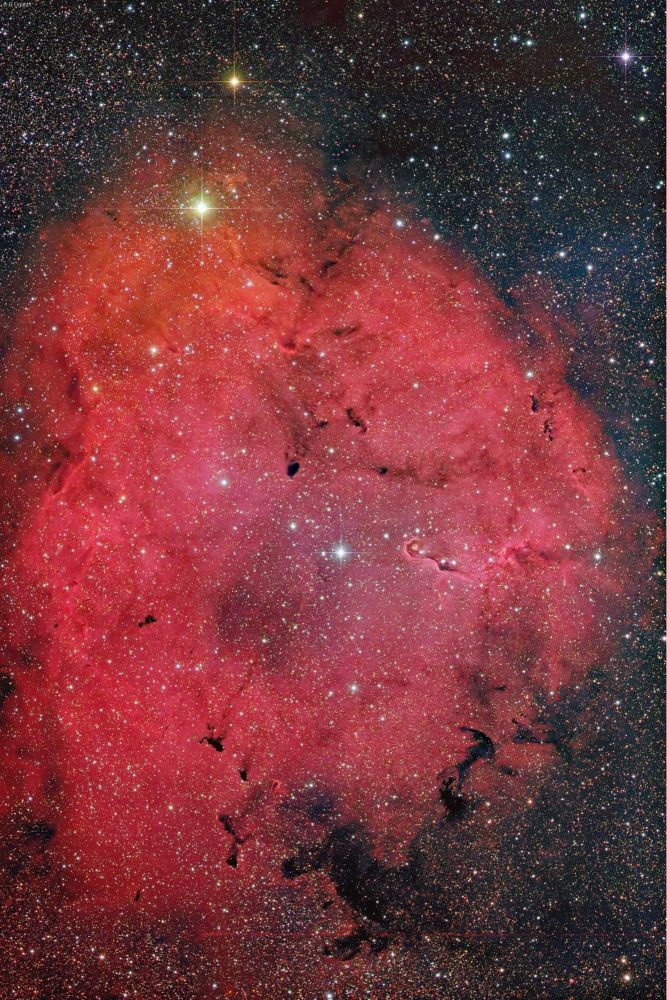 In italian by Rolando Ligustri:

“dopo le nebulose anima e cuore, oggi vi posto un'altra nebulosità nella costellazione del Cefeo che circonda un ammasso aperto : IC 1396. E' una vasta nebulosità che si può solo fotografare, si notano diversi globuli di Bock ,regioni della nebulosa particolarmente concentrate dove avviene la formazione di nuove stelle, inoltre c'è una particolare e famosa nebulosa oscura (in centro a destra) vdb 142 conosciuta anche come "proboscide d'elefante". Ha una dimensione , l'anello di gase e polveri, di circa 80 anni luce e dista da noi 3000 anni luce. Dal New Mexico, apo 106/530 ccd STL11002 Red=6x300 GB=300sec L=4x300s”