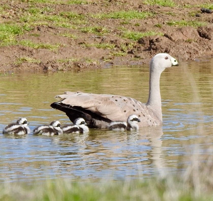 A large grey goose with a yellow beak, swims in a dam with four black and white striped goslings.