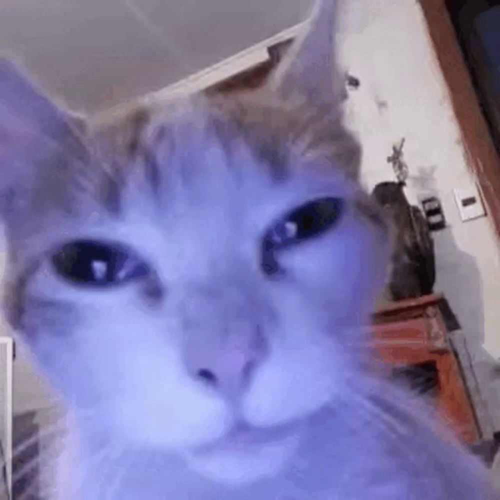 a close up of a cat 's face in a living room looking at the camera .