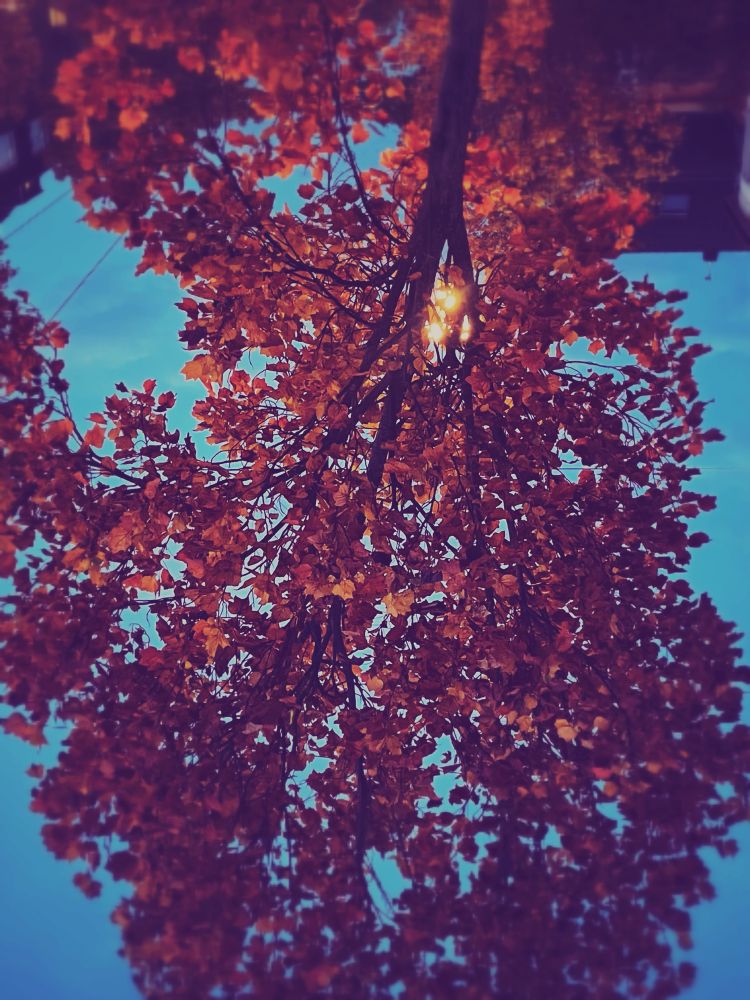 Ein herbstlich belaubter Baum, dahinter eine leuchtende Straßenlaterne. Das Bild ist auf dem Kopf- der Baum wächst von oben nach unten.