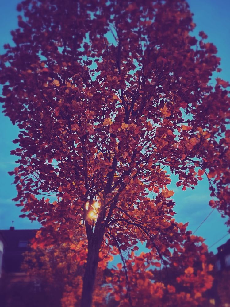 Eine Baumkrone mit roten Blättern von blauem Abendhimmel.