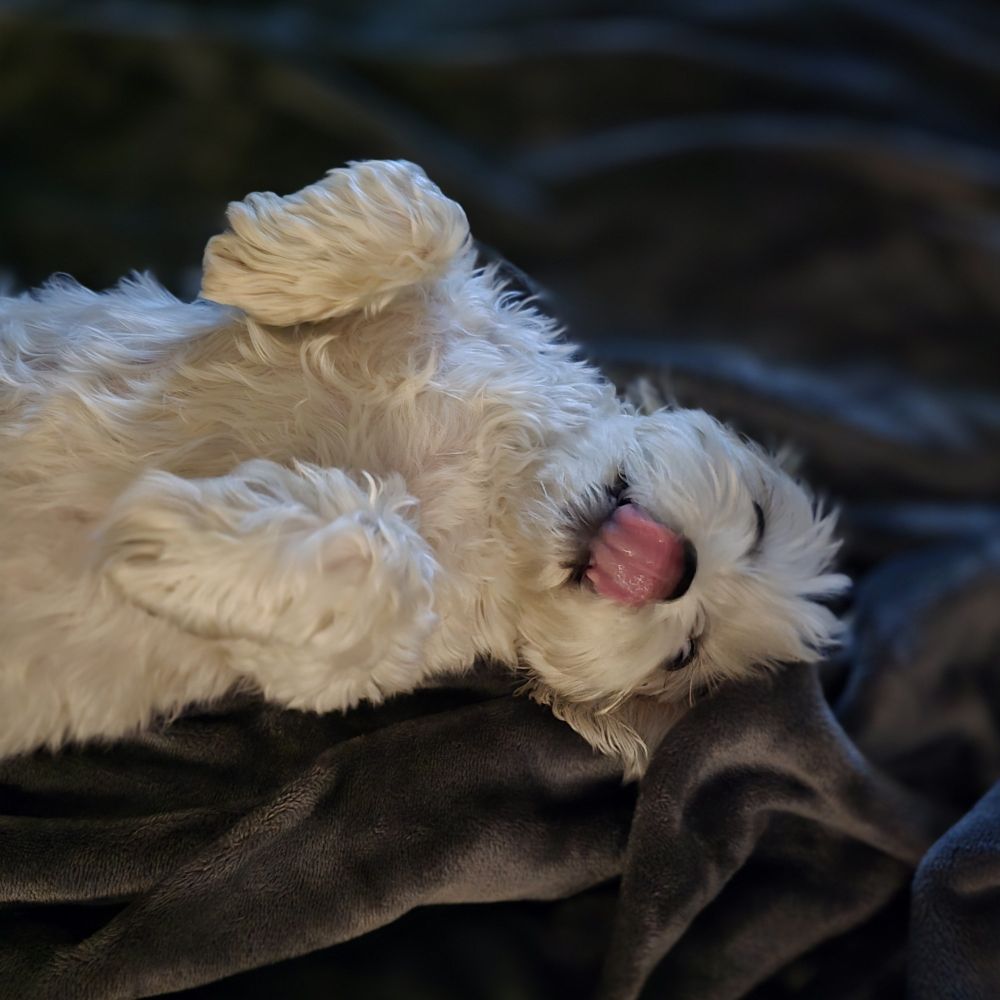 A small white dog on his back licking his nose