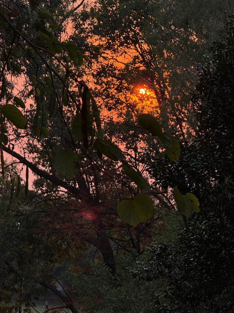 Bright red sun set in smoky sky with trees. I love light refracted by particles 