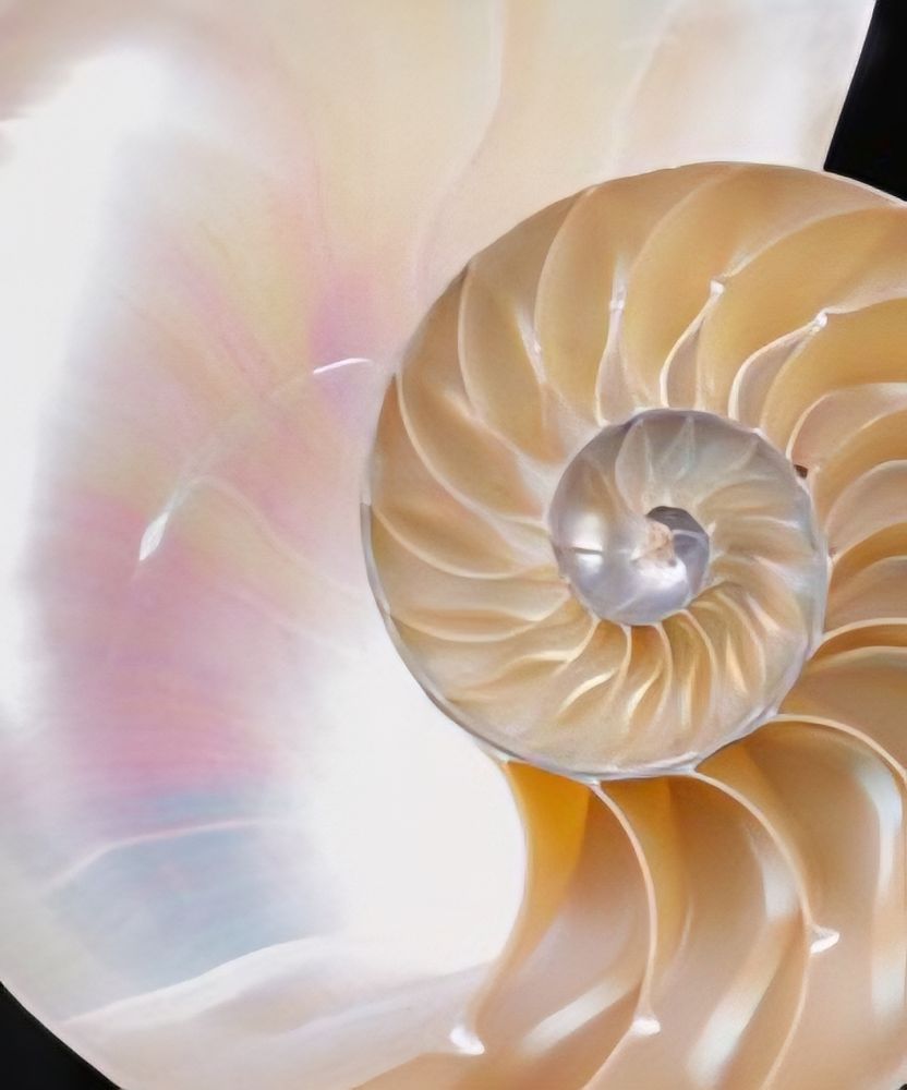 photo of the pearly interior of a Nautilus shell that has been cut in half to reveal the coiling chambers