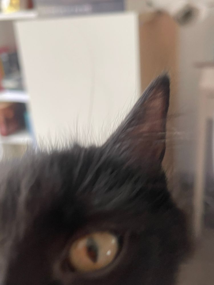 Même chaton mais on ne voit que son œil. Il s’est trop rapproché. 