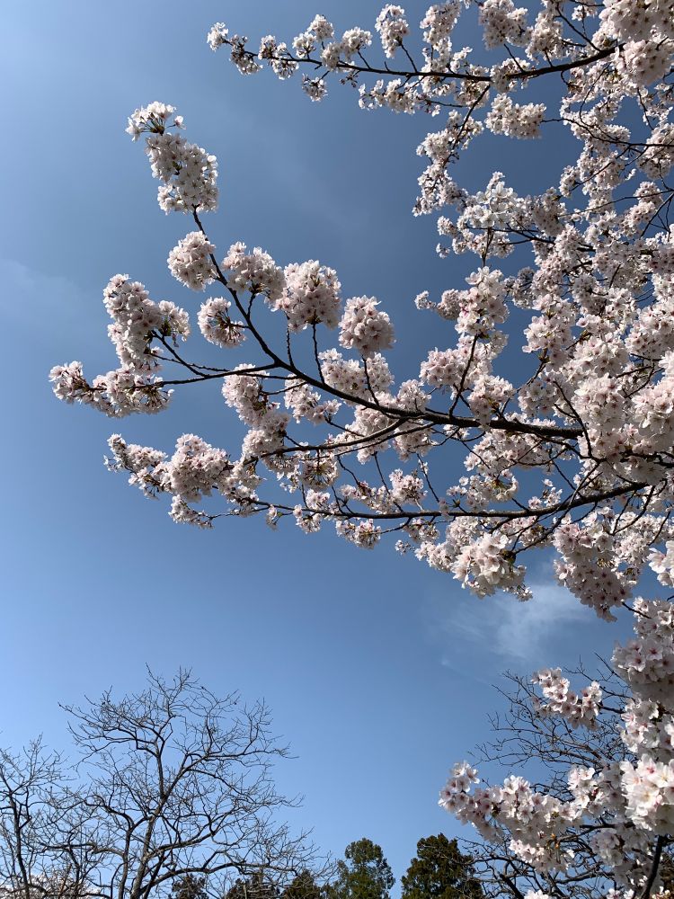 桜　青空　写真