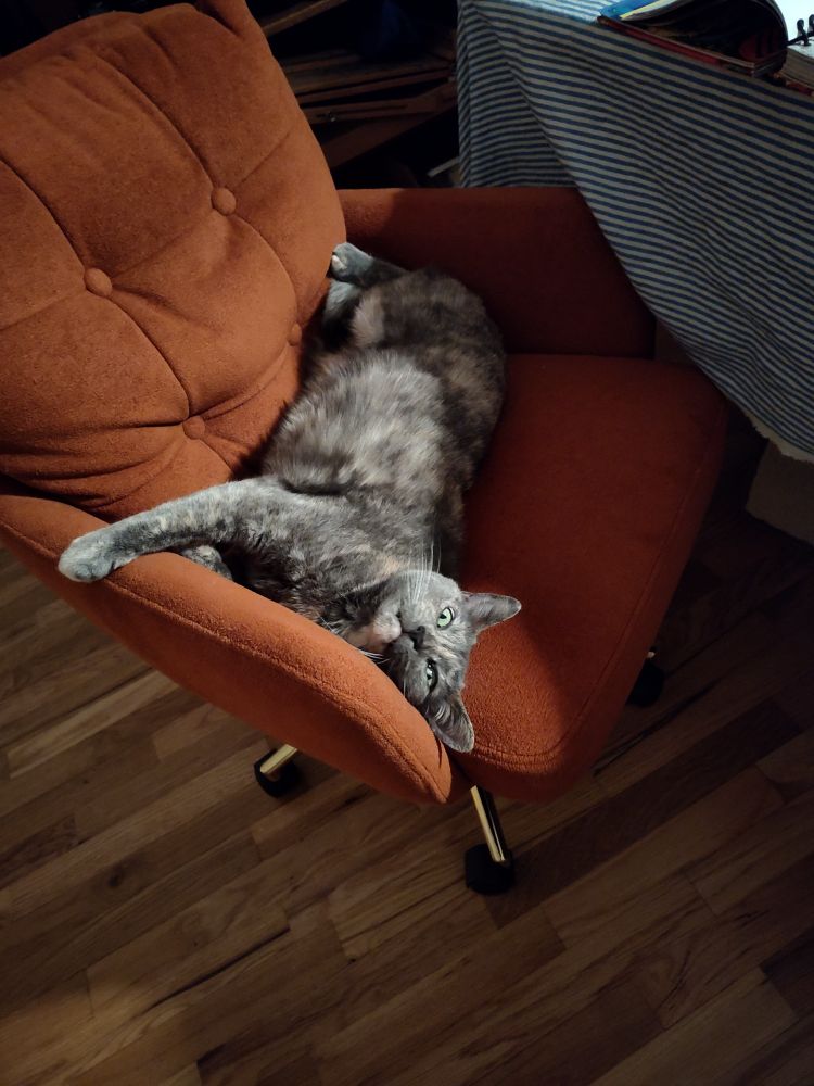 Gray cat laying in a reddish chair looking like a cozy gremlin