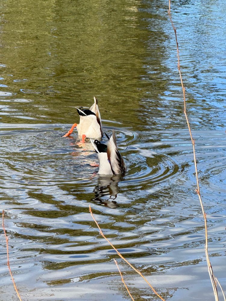 Two ducks with their heads under water and butts in the air. 