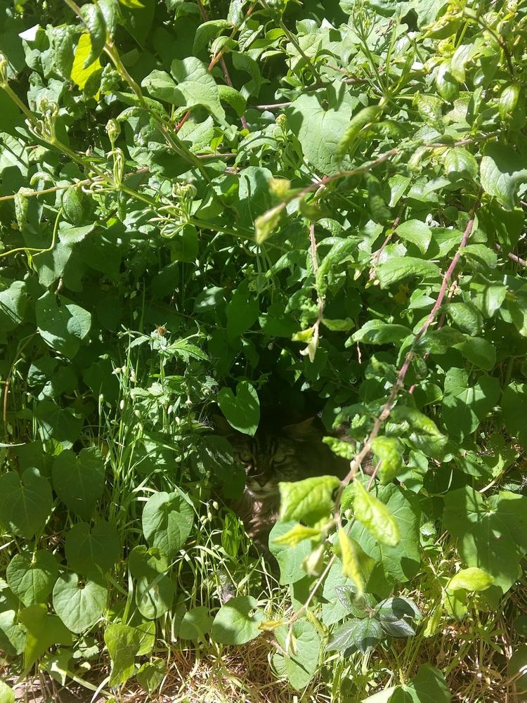 A very warm fluffy tabby cat lurking under a hedge in the shade