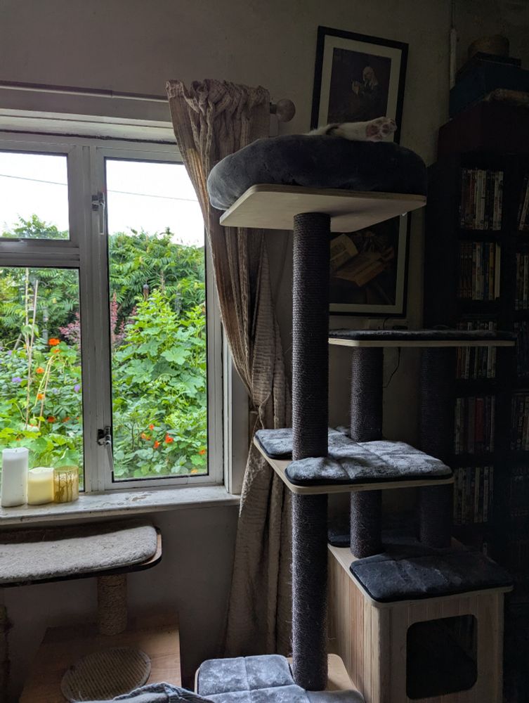 Cat on very tall cat tree in front of window with view of green garden aka jungle, cat back paws only visible bit