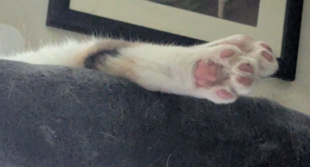 Closeup of paws from previous image