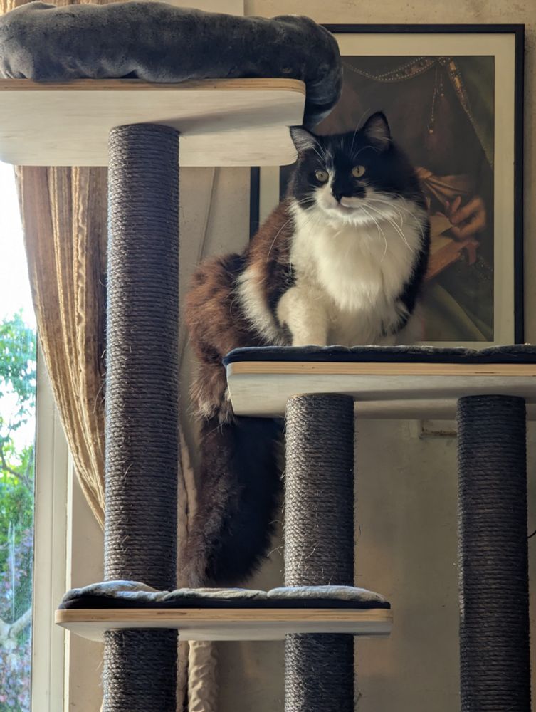 Large fluffy black and white cat sitting on cat tree with his tail draped down the back