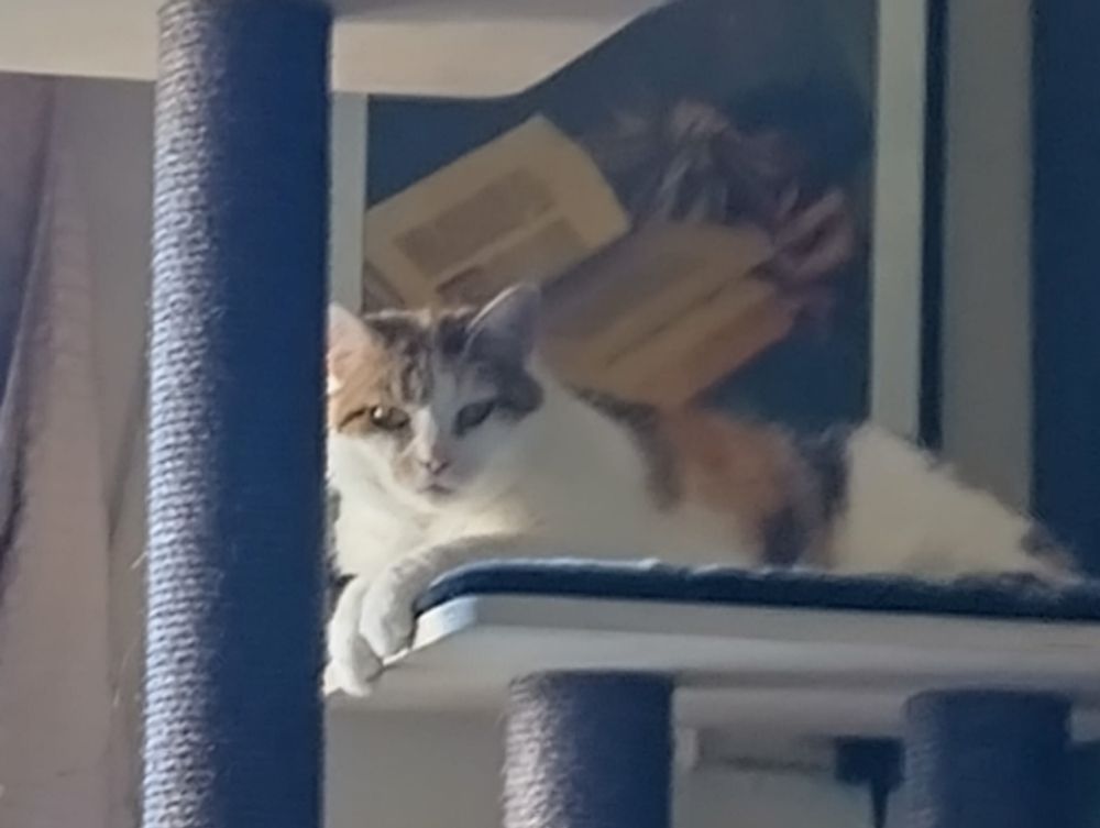 Calico tabby on a cat tree looking smug, with a picture of an open book behind her.