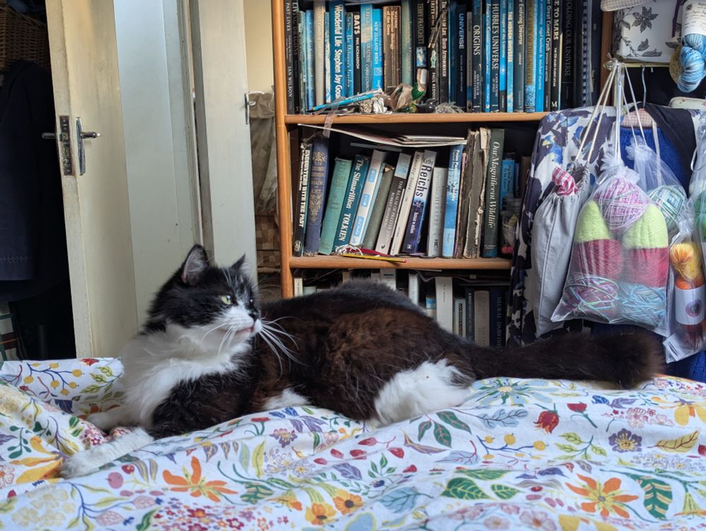 Black and white semi longhaired cat lying 'couchant' on bed with multicoloured duvet cover, books and yarn in background. He's looking over his shoulder to the roof where he can hear magpies
