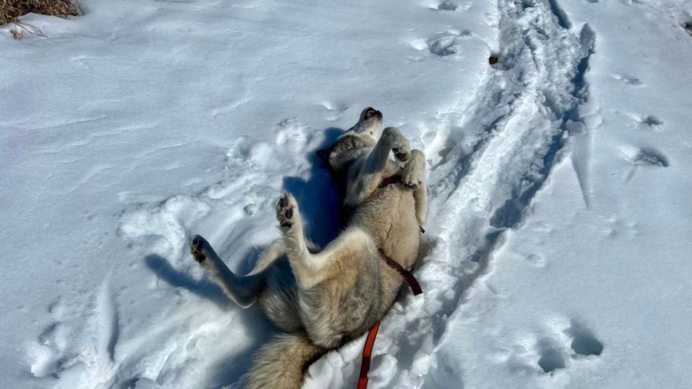 Husky Tonttu rolling in the snow like a doofus 