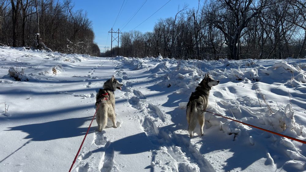 Two huskies in snow