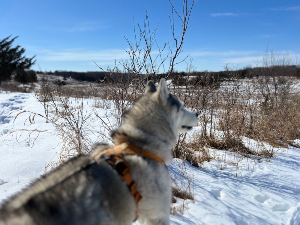 Husky Zeena in snow