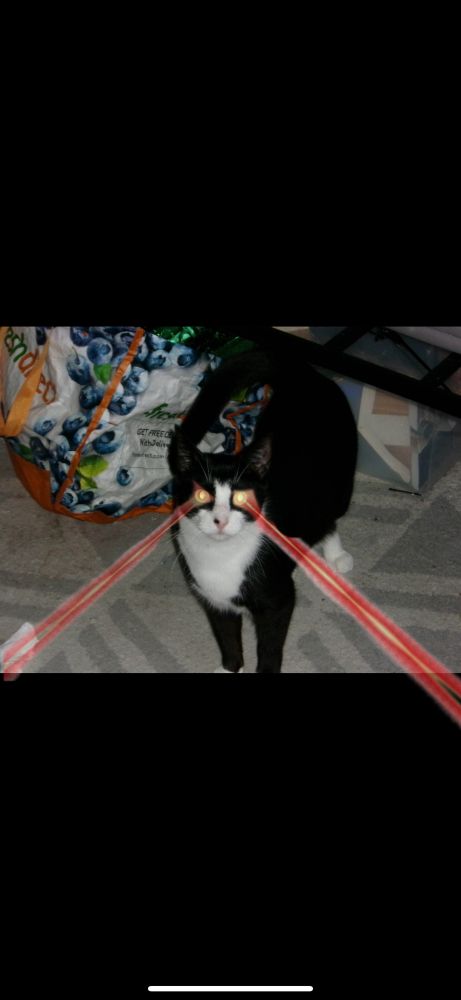 An edited picture of a cat with lazers shooting from their eyes.