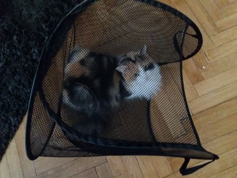Calico Siberian cat looking toward the camera through a black mesh laundry basket
