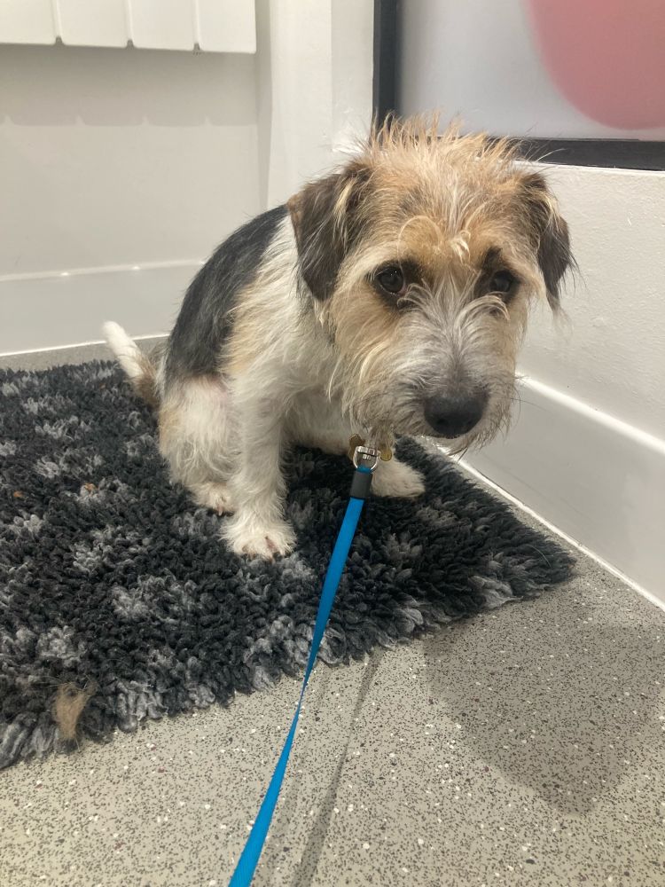 Twiglet, a long haired Jack Russel, sat on the floor of the vets, looking to the camera with a very sad expression on his face. 