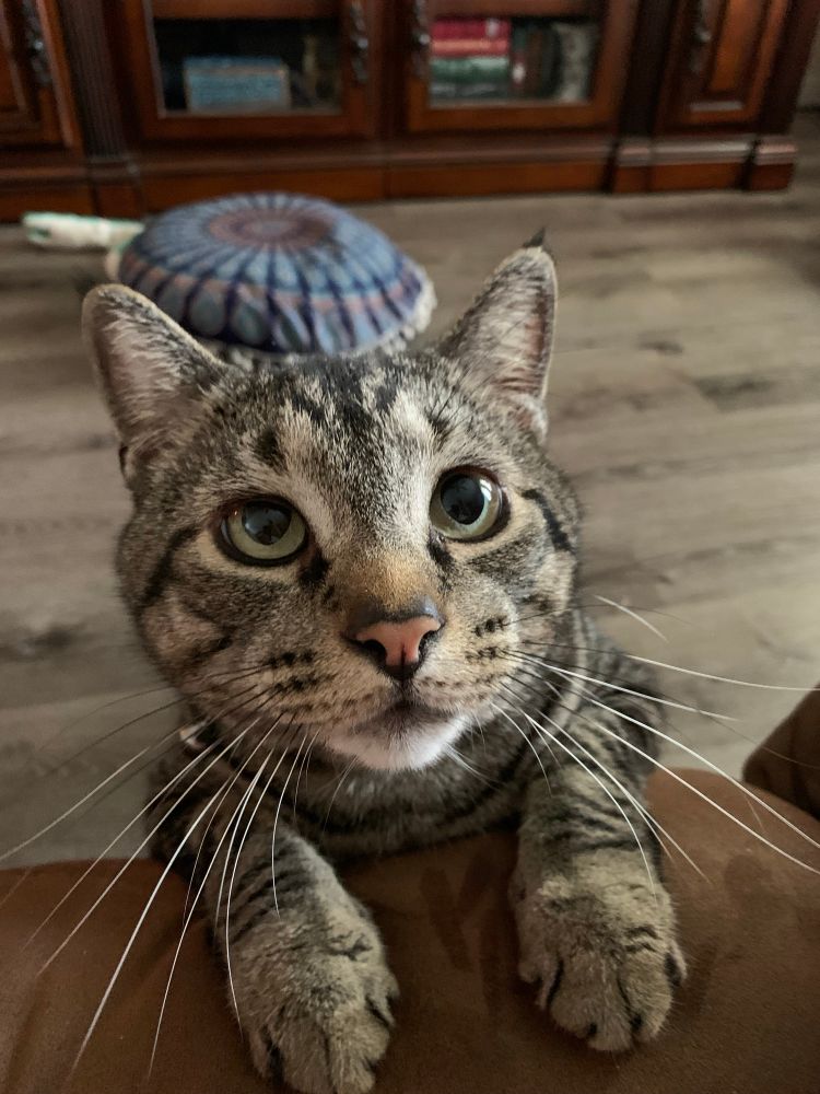 Drayko the grey tabby cat looking adorably up at the camera (me), with both front paws resting on the edge of the sofa.