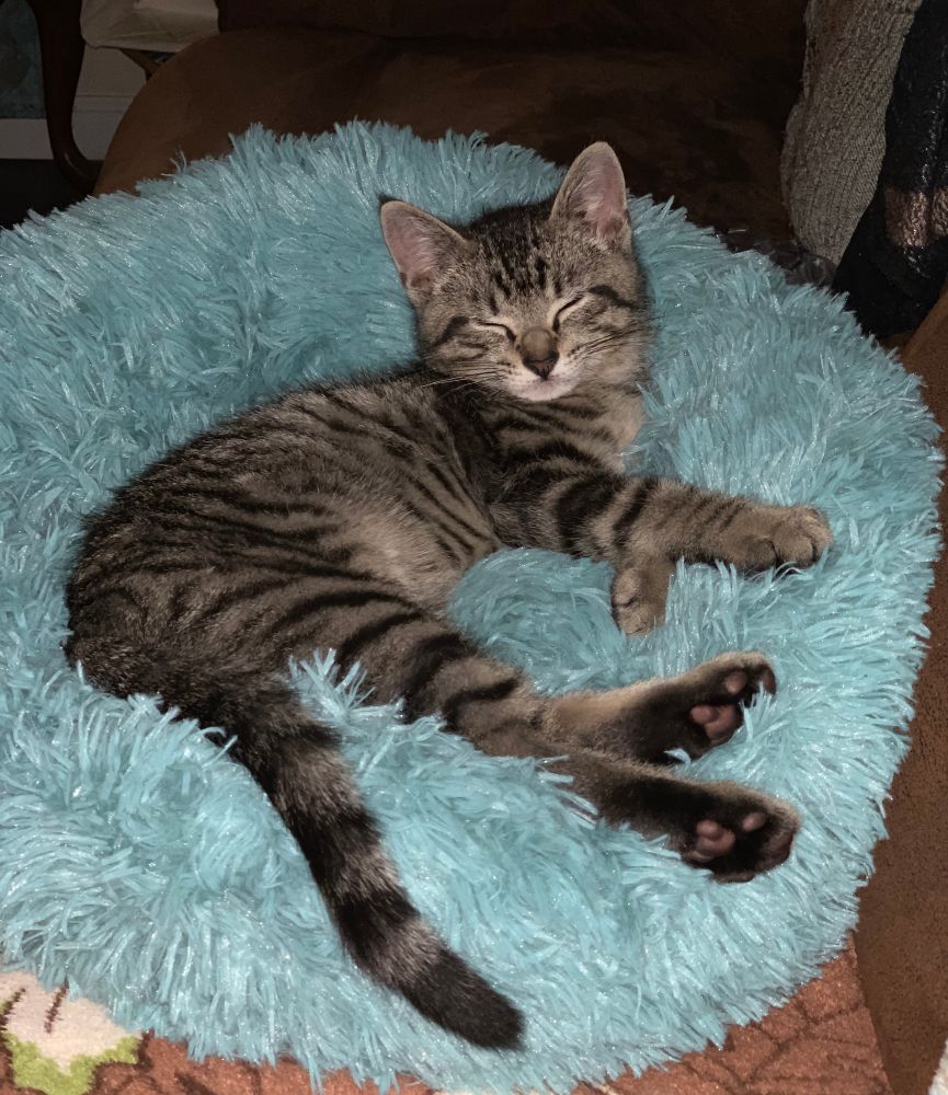 A very young “Drayko the grey tabby kitten”, snoozing on a fluffy turquoise cat pillow.  This was before he grew into his hind feet. 