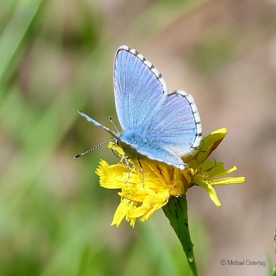 Ein kleiner Falter mit himmelblauer Flügeloberseite, einer Art Fransenbordüre (weiß und schwarz) am Rand der Flügel mit zartblau bepelztem Körper sitzt auf einer gelben Blüte. Hier sieht man auch deutlich, dass die Fühler abwechselnd schwarz und weiß geringelt sind.