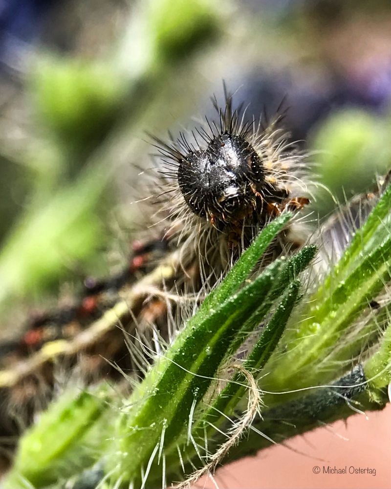 Die schwarze borstige Raupe eines Distelfalters frisst gerade an den ebenso borstigen Blättern des Natternkopfs. Der Körper der Raupe ist unscharf im Hintergrund zu sehen, man erkennt jedoch den gelben Streifen, der sich über den gesamten Körper zieht sowie einzelne rote Punkte.