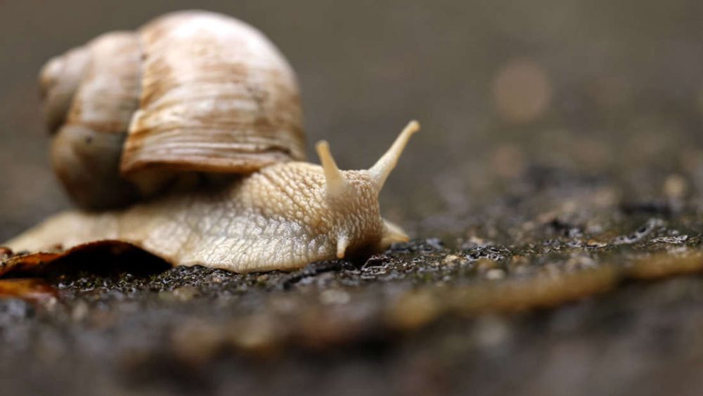 Wer Weinbergschnecken retten möchte, darf sie nicht einfach hochheben