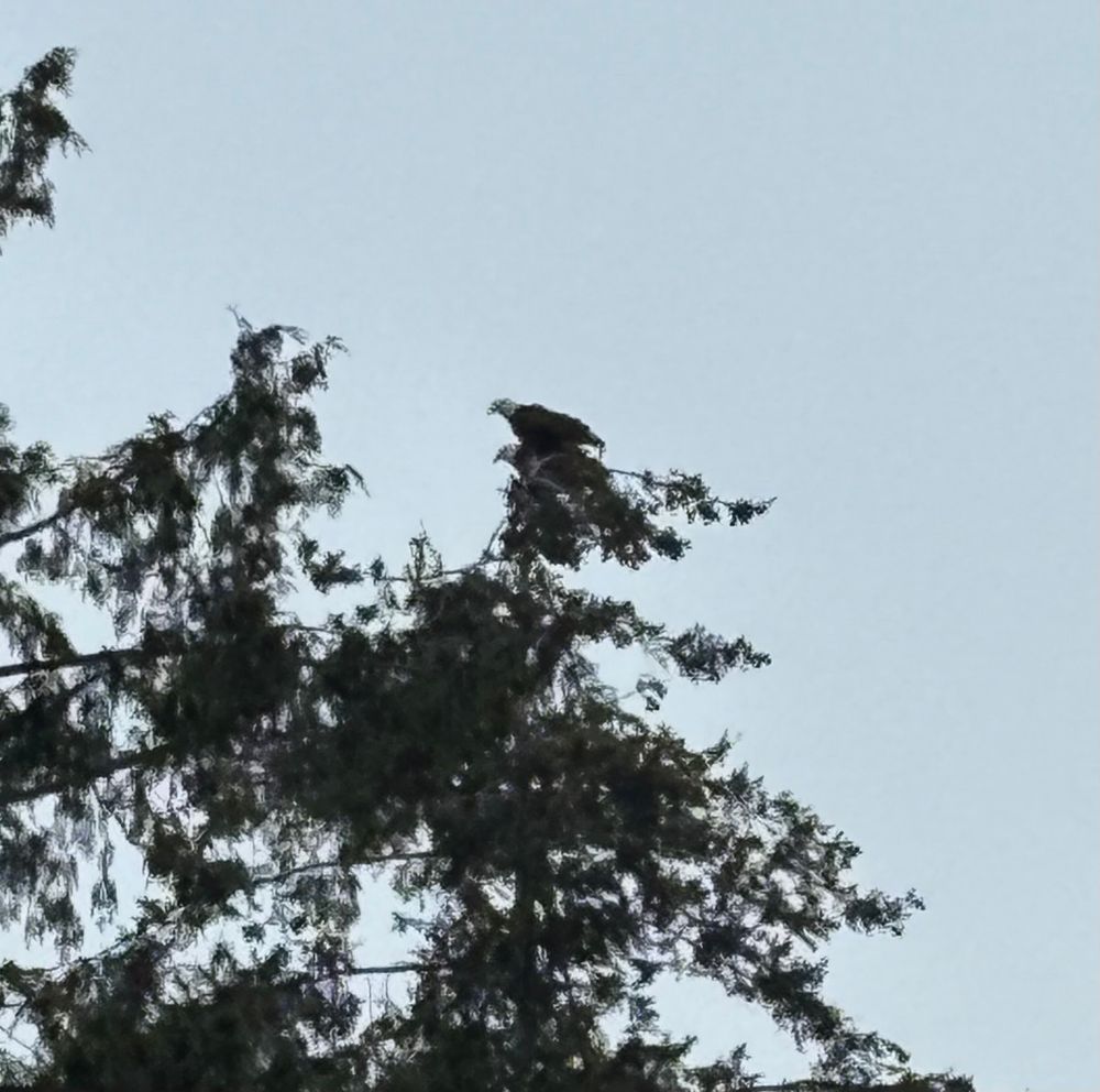 2eagles atop a tree