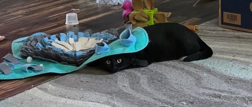 There's definitely not a black cat poorly hiding under a mat here with her entire back sticking out. No siree.