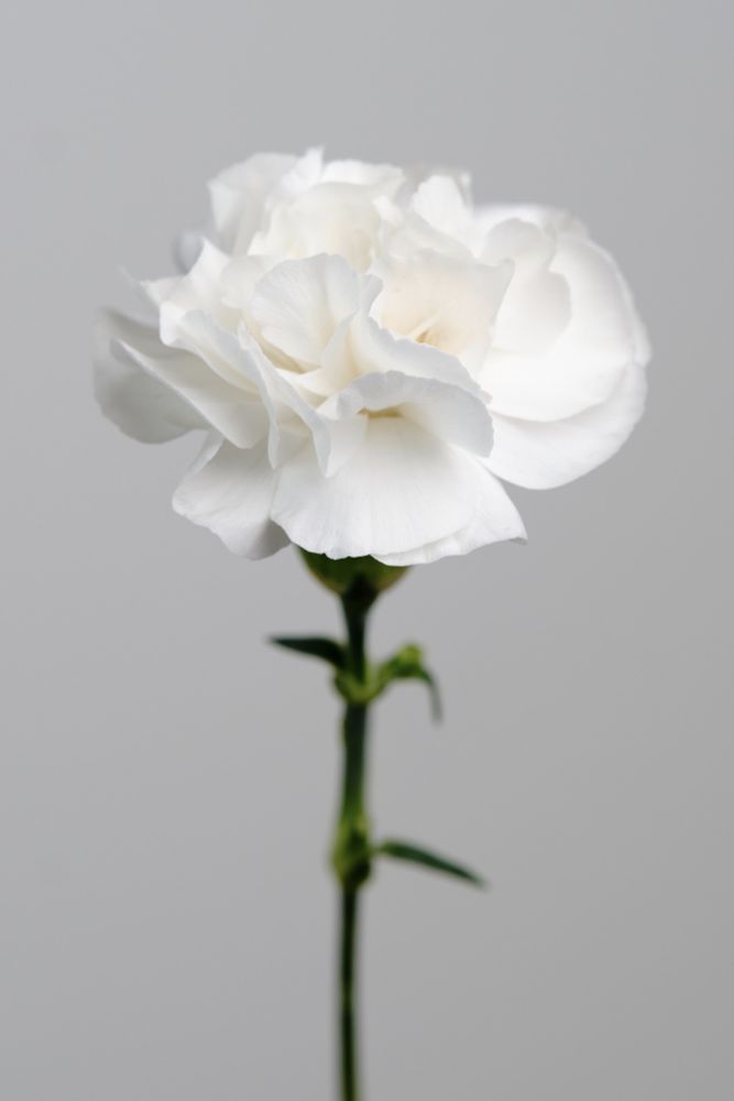 A single white carnation against a gray background. The petals are wide open, creating a fluffy appearance.