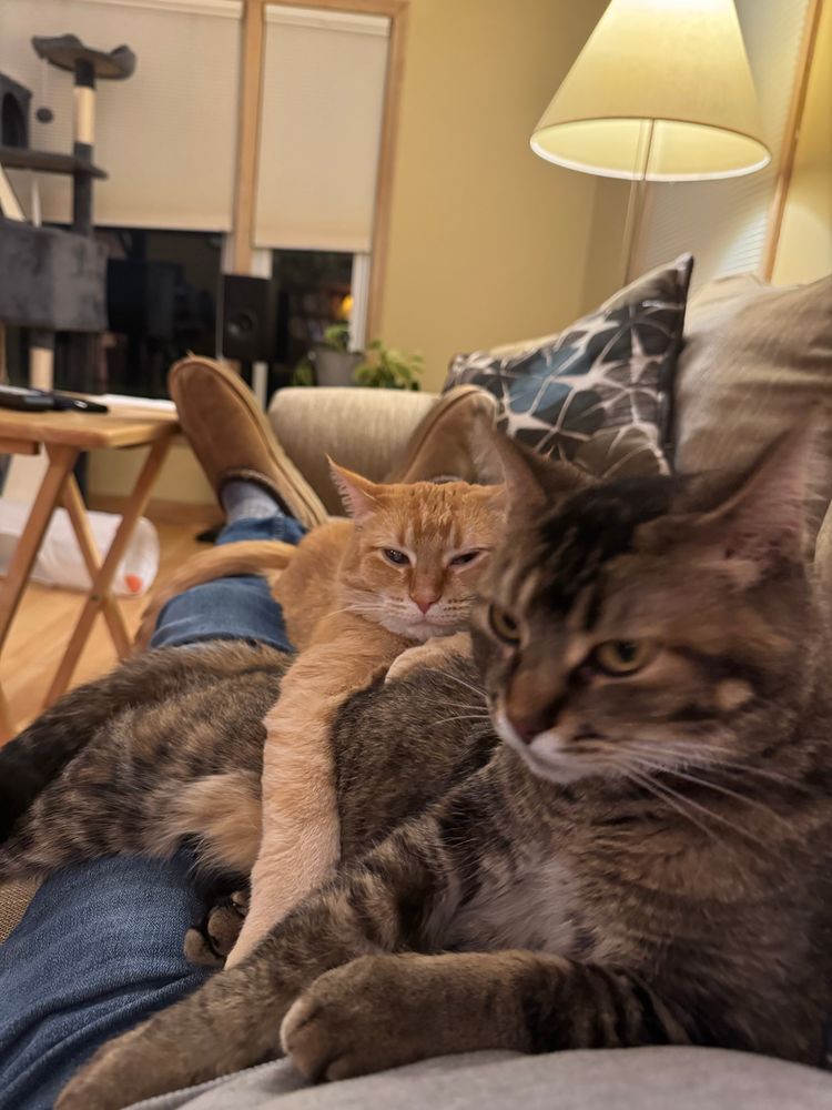 My cats, Trixie (orange) and Gracie (gray/tortie) sprawled out on my legs as I lay on the couch. 