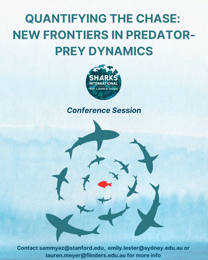 Poster for a Sharks International 2026 conference session titled “Quantifying the Chase: New Frontiers in Predator–Prey Dynamics.” The background is a watercolor blue gradient. The central image shows multiple shark silhouettes circling a single small red fish. The Sharks International Sri Lanka 2026 logo appears in the middle of the poster. Contact emails for sammyaz@stanford.edu, emily.lester@sydney.edu.au, and lauren.meyer@flinders.edu.au are listed at the bottom for more information.