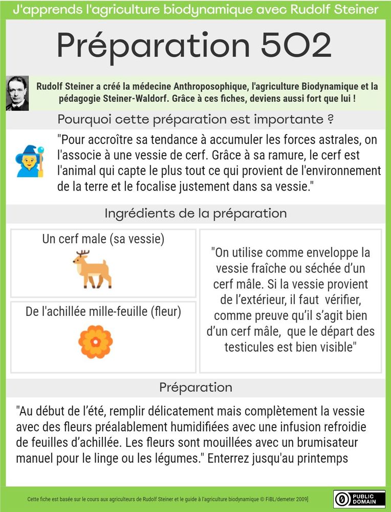 Pourquoi cette préparation est importante ?
"Pour accroître sa tendance à accumuler les forces astrales, on l'associe à une vessie de cerf. Grâce à sa ramure, le cerf est l'animal qui capte le plus tout ce qui provient de l'environnement de la terre et le focalise justement dans sa vessie."
Ingrédients de la préparation
"On utilise comme enveloppe la vessie fraîche ou séchée d’un cerf mâle. Si la vessie provient de l’extérieur, il faut  vérifier, comme preuve qu’il s’agit bien d’un cerf mâle,  que le départ des testicules est bien visible"
Un cerf male (sa vessie)
De l'achillée mille-feuille (fleur)
Préparation
"Au début de l’été, remplir délicatement mais complètement la vessie avec des fleurs préalablement humidifiées avec une infusion refroidie de feuilles d’achillée. Les fleurs sont mouillées avec un brumisateur manuel pour le linge ou les légumes." Enterrez jusqu'au printemps
Cette fiche est basée sur le cours aux agriculteurs de Rudolf Steiner et le guide à l‘agriculture biodynamique © FiBL/demeter 2009]

