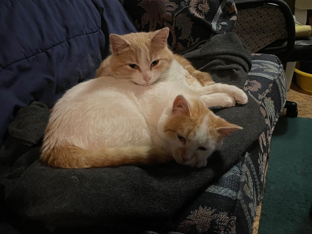 Our new cats, Bob and Charlie cuddled together.