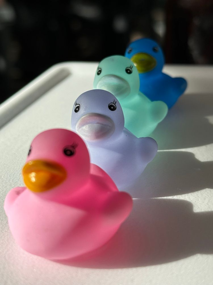 Four brightly colored rubber duckies in a row reflecting the light in a pretty manner. 