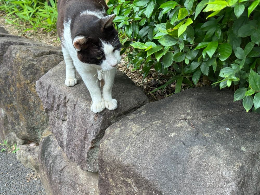 ハチワレねこ1号