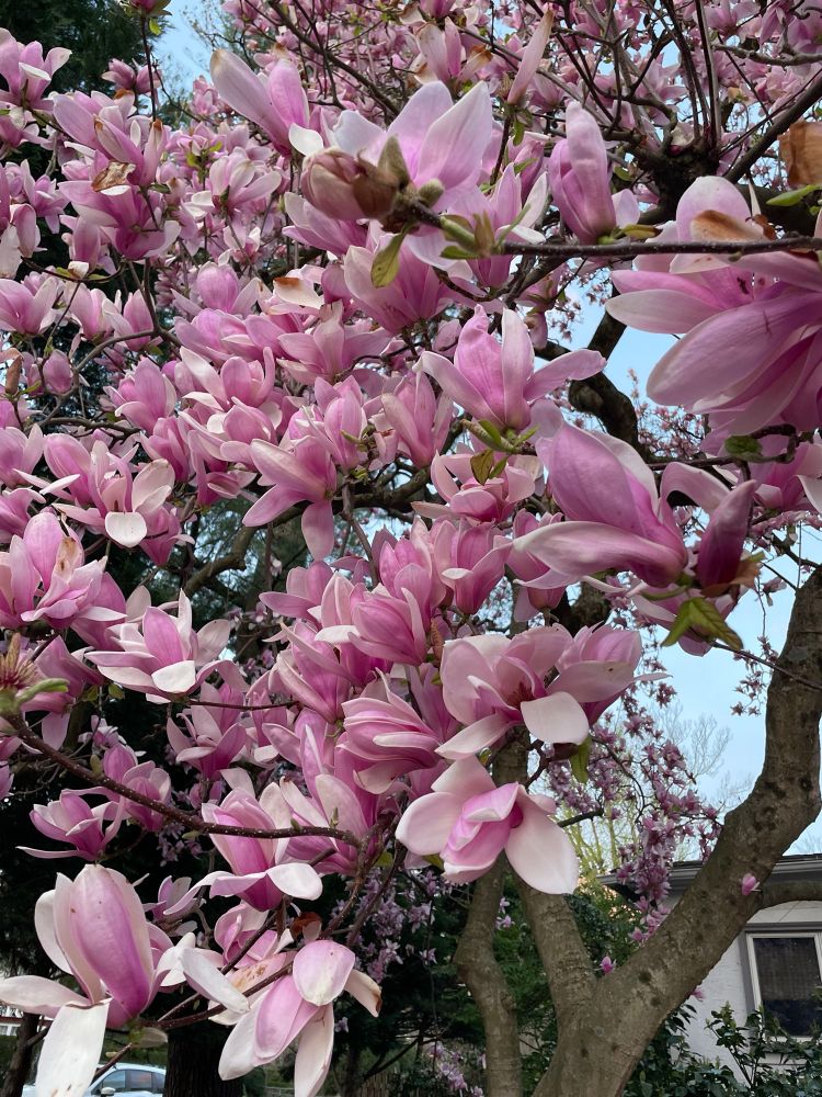 Pink and white Magnolia flowers