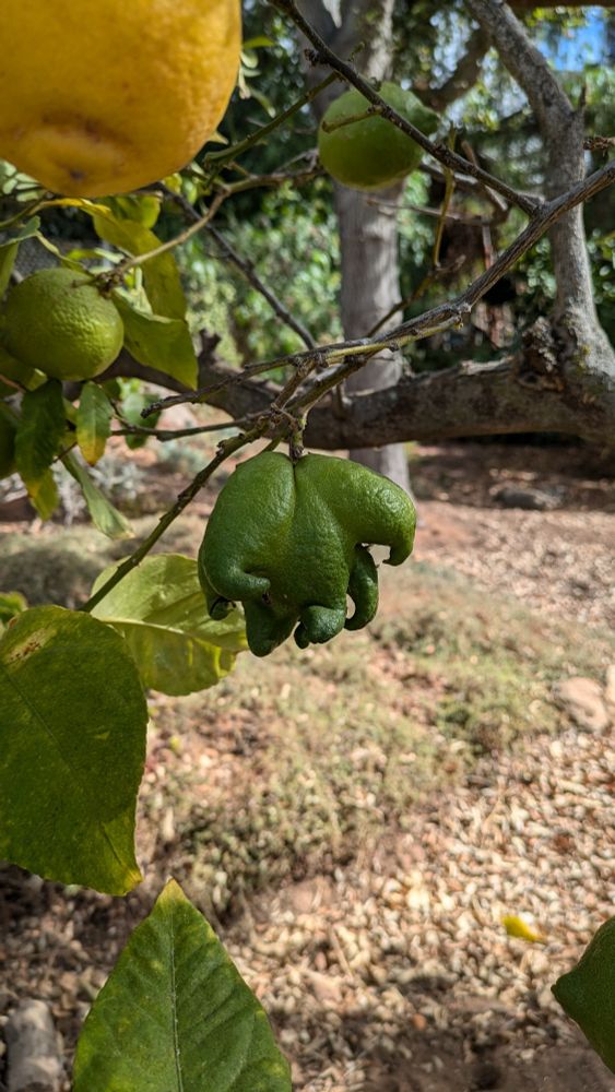 Close up on a lemon tree branch with a green lemon with curled fingers surrounded by typically shaped lemons in varying states of ripeness.