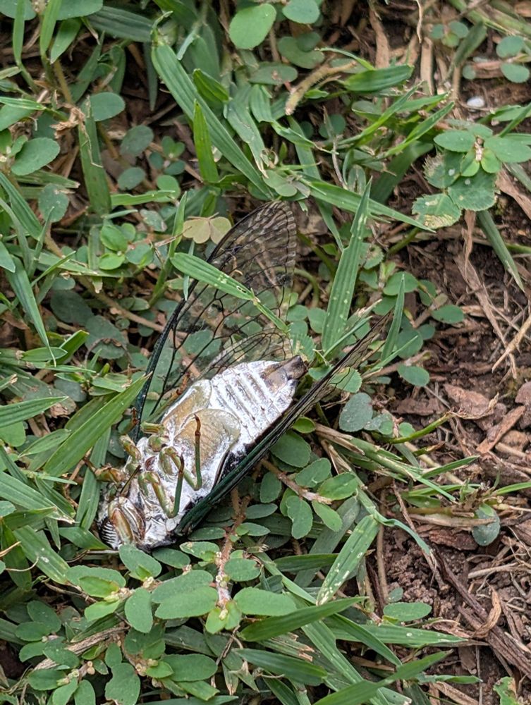 upside down cicada