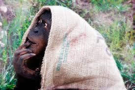orangutan nun