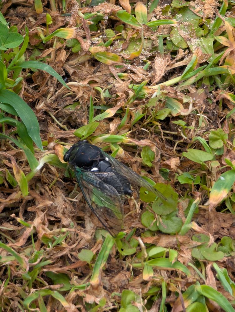 flipped cicada 